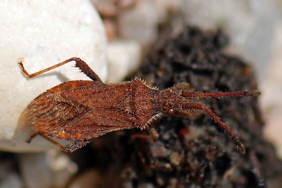 Coreidae: Coriomeris denticulatus del Veneto (VI)